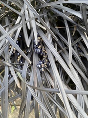 Ophiopogon planiscapus