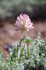 Trifolium macrocephalum