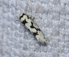 Lichenaula calligrapha