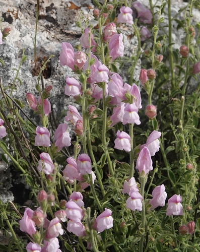 Antirrhinum hispanicum, photograph 5