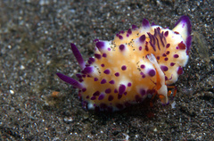 Mexichromis multituberculata