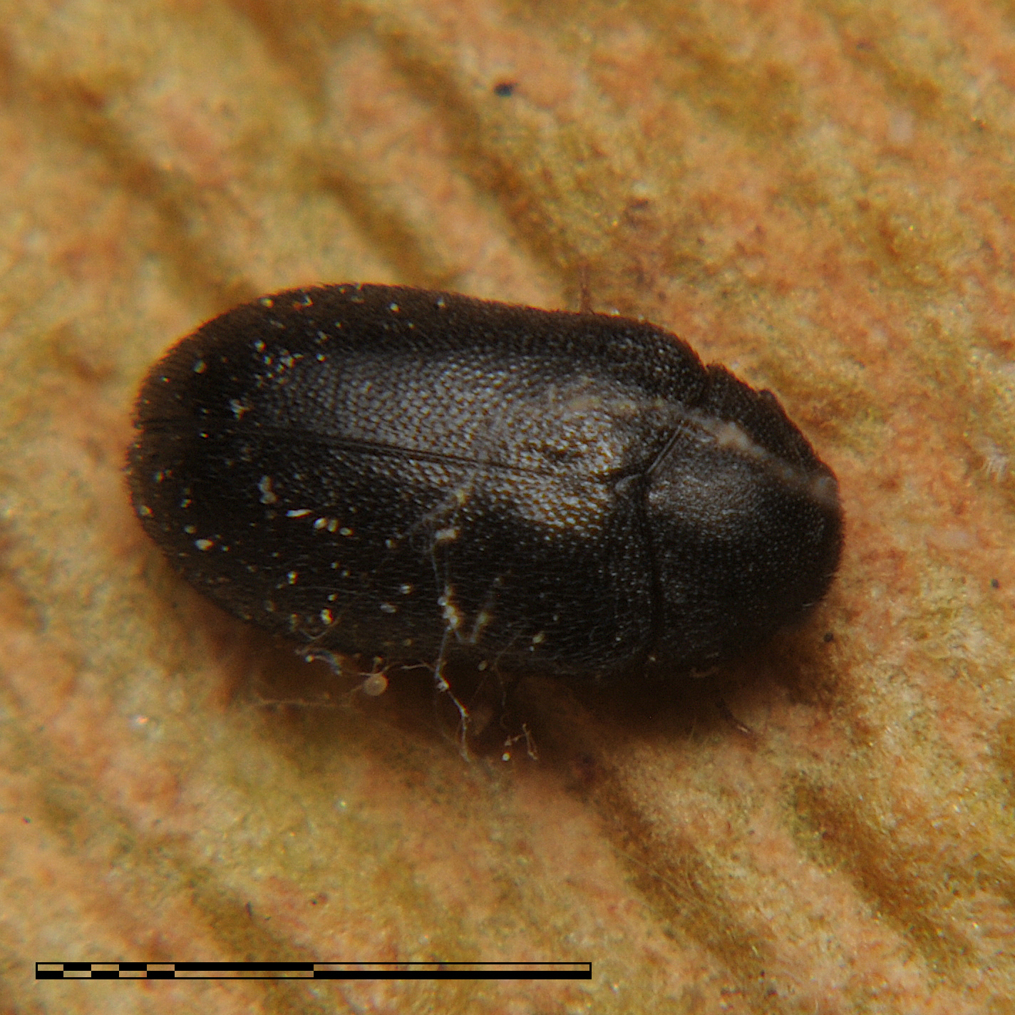 Globicornis (Globicornis) samlandensis