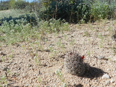 Mammillaria sheldonii