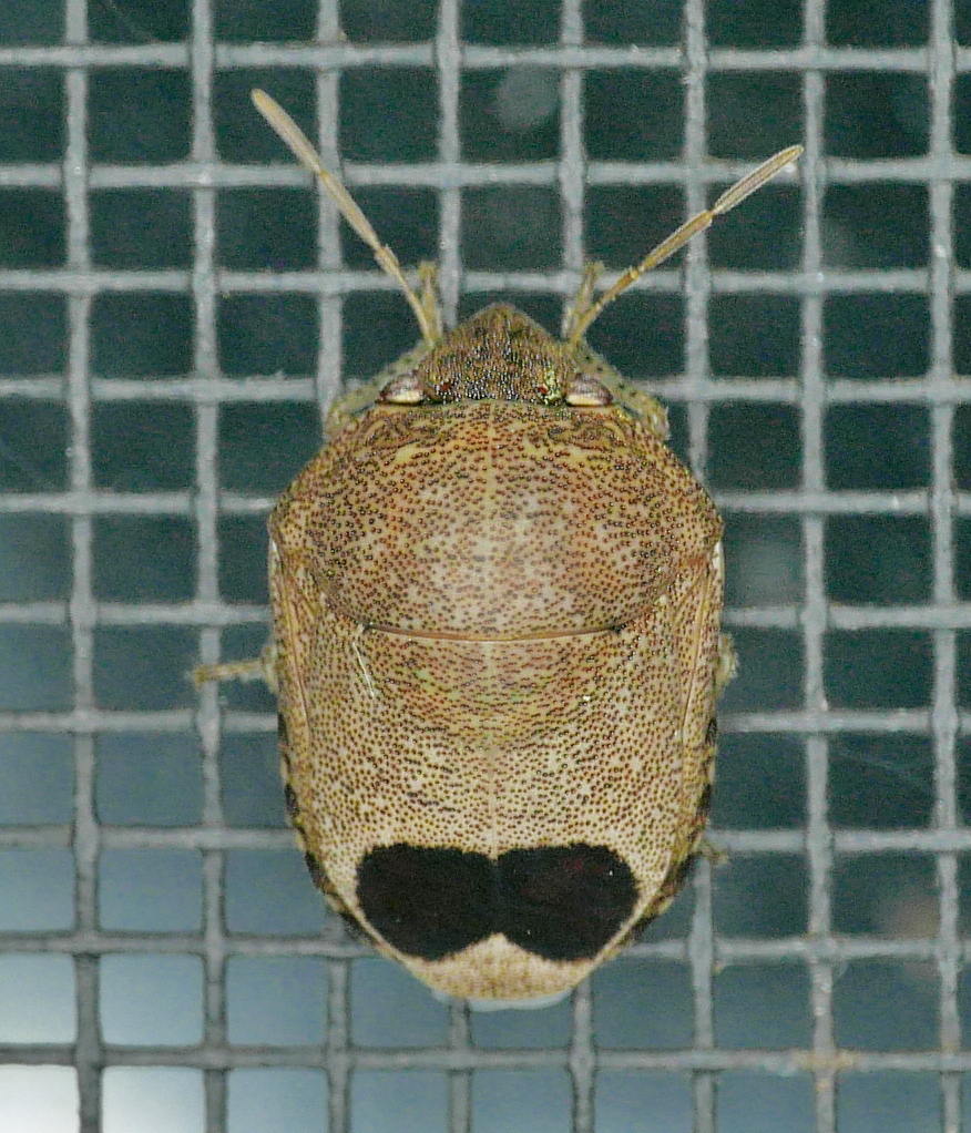 Symphylus caribbeanus