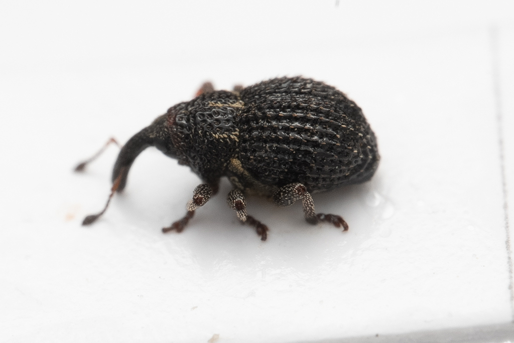 Scleropterus offensus