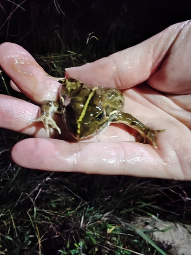 Common River Frog