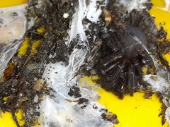 Porrhothele antipodiana