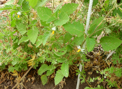 Solanum tweedianum