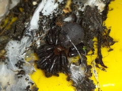 Porrhothele antipodiana