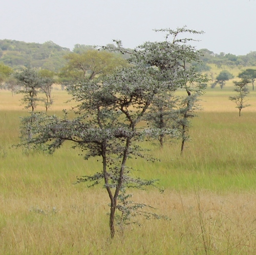 whistling thorn