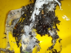 Porrhothele antipodiana