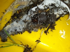 Porrhothele antipodiana