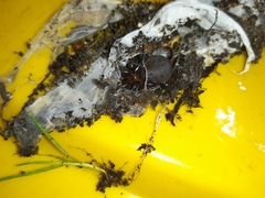 Porrhothele antipodiana