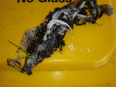 Porrhothele antipodiana