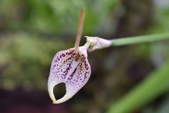 Masdevallia guttulata