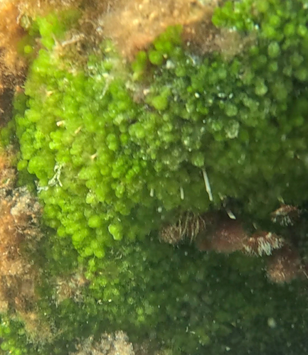 Caulerpa verticillata observed 2026-05-02