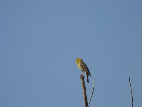 Avistamiento Serinus serinus