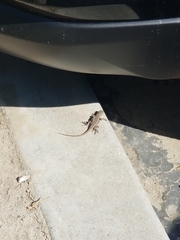 Sceloporus occidentalis