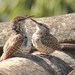 Boucard's Wren - Photo (c) platypus, some rights reserved (CC BY-NC)