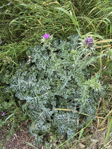 milk thistle