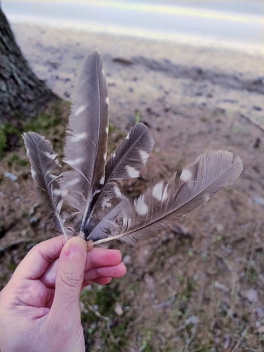 Plume de Chouette de Tengmalm