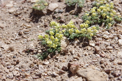 Cusickiella quadricostata