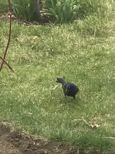 Common Grackle