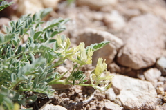 Astragalus iodanthus