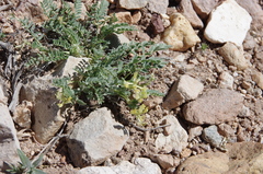 Astragalus iodanthus