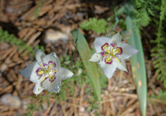 Calochortus lyallii