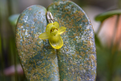 (c) Frank Dietze, some rights reserved (CC BY) Pleurothallis epiglottis, photograph (c) Frank Dietze, some rights reserved (CC BY)
