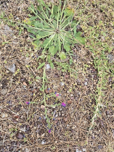 purple viper's-bugloss