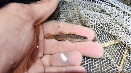 Slabrock darter (Etheostoma smithi) — Percidae — 3