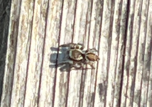 Woodland Jumping Spider