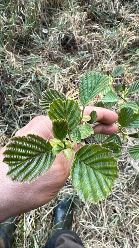common alder