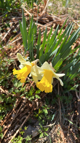 wild daffodil