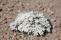 Phlox hoodii