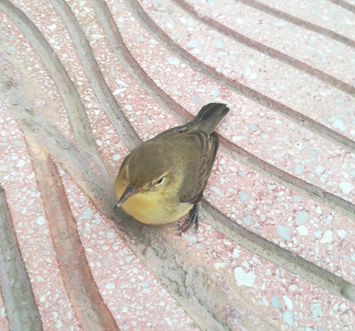 Melodious Warbler