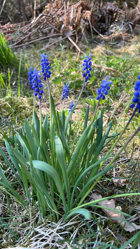 common grape hyacinth