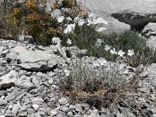 Cerastium grandiflorum, photograph 3