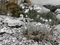 Cerastium grandiflorum, photograph Mirko Ubović, CC0, iNaturalist via GBIF