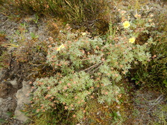 Cassiope tetragona tetragona