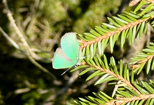 Green Hairstreak