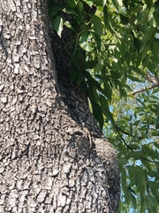 Sceloporus occidentalis