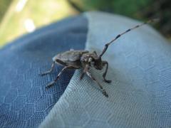 Acanthocinus aedilis