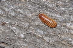 Elliptorhina testacea