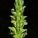 North Wind Bog Orchid - Photo (c) Ryan LeBlanc, some rights reserved (CC BY-NC-SA)