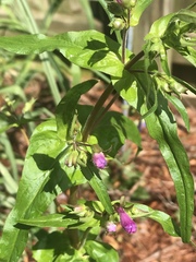 Penstemon tenuis