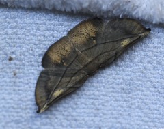 Xenomusa metallica