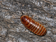 Elliptorhina testacea